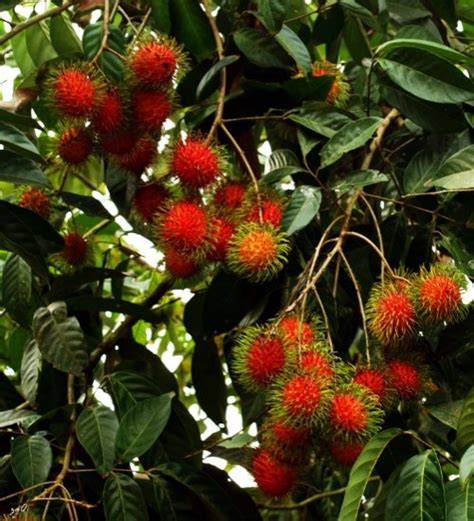 ᐉ Malaysian Jade Rambutan - A Complete Beginner's … - raincitystudios.com