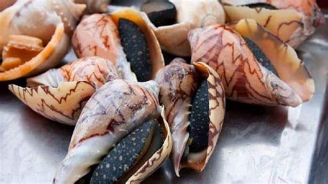 ốc giác | c gic SeaFood store