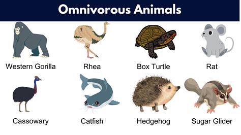 ‎The Omnivore