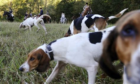 ‘A sport of cruelty’: Ex- conservation officers against Ontario hunting dog expansion