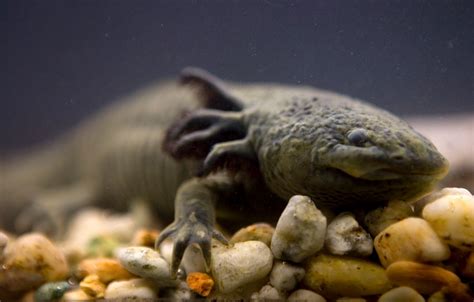‘Adopt an axolotl’ campaign launches in Mexico to save iconic species from pollution and trout