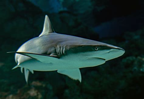 ‘Aggressive shark behavior’ reported at San Mateo County beach