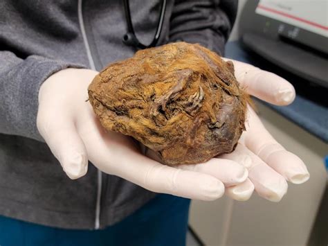 ‘Amazing story of survival’: 30,000-year-old mummified ground squirrel found in Yukon