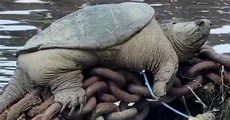 ‘Chonkosaurus’: Kayakers encounter giant snapping turtle along Chicago River