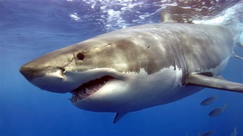 ‘Cocaine Sharks’ documentary suggests sharks consume narcotics dumped in ocean