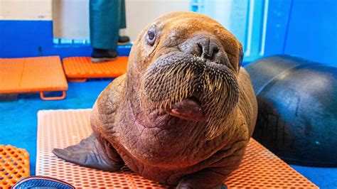 ‘Cuddling’: Just what the doctor ordered for rescued walrus calf in Alaska
