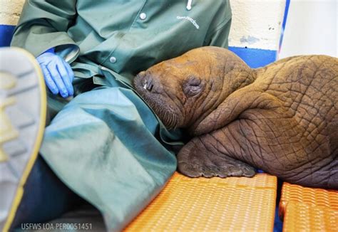 ‘Cuddling’ is just what the doctor ordered for a 200-pound walrus calf rescued this week in Alaska