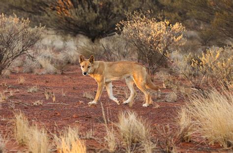 ‘Dingoes were here first’: the landowners who say letting ‘wild ...