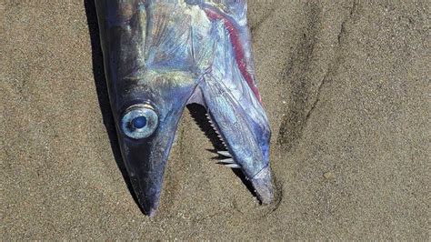 ‘Freaky-looking’ fanged fishes found on Oregon beaches