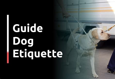 ‘He’s working’: Dos and don’ts of guide dog etiquette