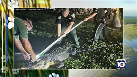 ‘He gave us quite a battle’: Trappers capture 11-foot gator found at Homestead Sports Complex