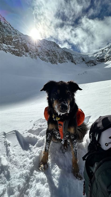 ‘I just want him back’: Colorado avalanche survivor determined to find beloved dog, missing since slide