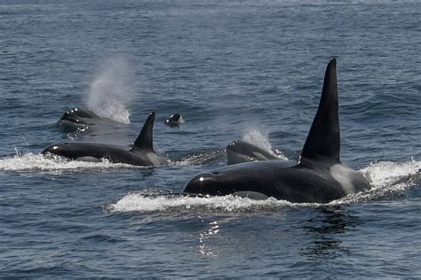 ‘I screamed ‘orca!’: At least 20 killer whales spotted off San Francisco coast