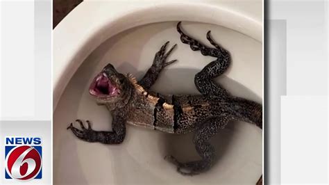 ‘I was scared’: Hollywood man finds splashing, hissing iguana in toilet