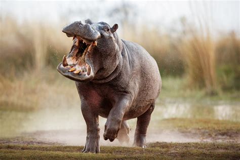 ‘I was up to my waist down a hippo’s throat.’ He survived …