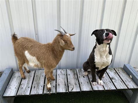 ‘Inseparable’ dog, goat duo find forever home