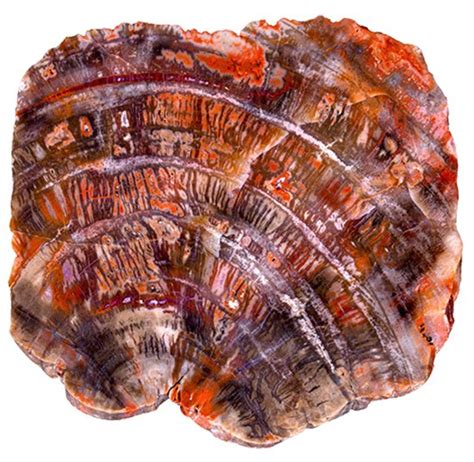 ‘Instant’ Petrified Wood Answers in Genesis