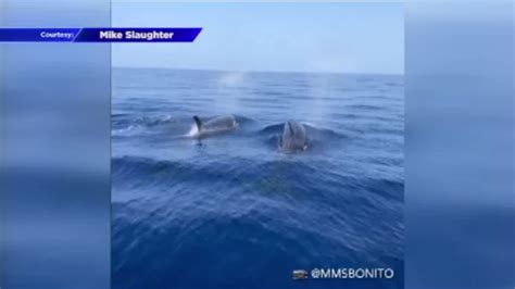 ‘Intimidating and humbling’: Fishermen stumble upon killer whale pod off Key Largo