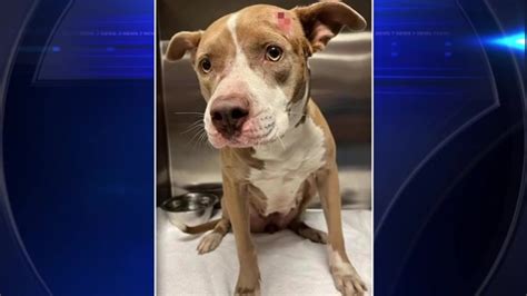‘It’s horrifying to see’: Pit bull mix found shot in head being treated at SW Miami-Dade animal clinic