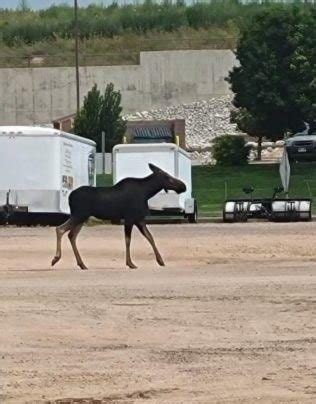 ‘It’s not a common sight’: Wildlife officers relocate moose on the loose in downtown Greeley