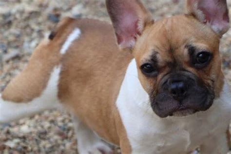 ‘It’s very traumatizing’: DC woman’s French Bulldog puppy stolen months after losing another pup in District Dogs flood
