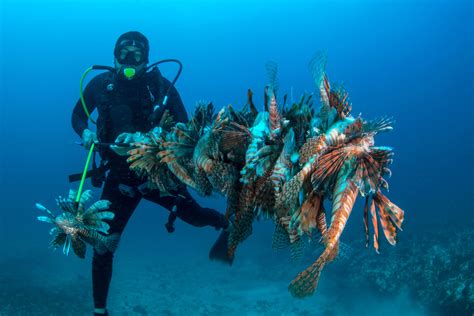 ‘It blows my mind’: Diving duo’s hunts for invasive lionfish making a splash on social media 