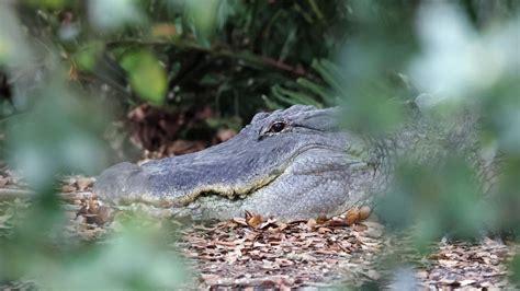 ‘It just stings a little bit’: Central Florida teen calls 911 after being bitten by gator near creek