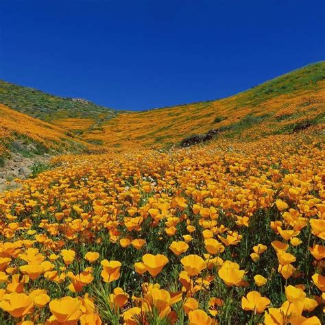 ‘Just an extraordinary time out there right now’: Santa Cruz County flower season in full bloom