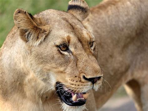 ‘Lioness’ on the loose? More experts join police in second-day search for elusive animal
