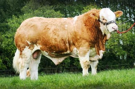 ‘Lucky’ strikes gold: meet the €52,000 Simmental bull bred …