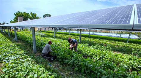 ‘More connected’: Researchers looking at growing food under solar panels