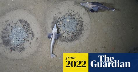 ‘Nothing but fish nests’: huge icefish colony found in Antarctic sea ...