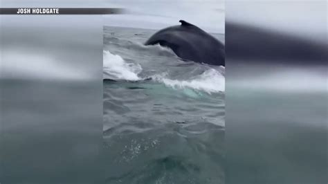 ‘Once-in-a-lifetime’: Fisherman describes close encounter with two whales off Nantucket coast