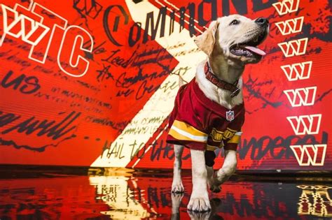 ‘Paw-sitive energy’: Commanders name Goldie as new team dog for 2023 season