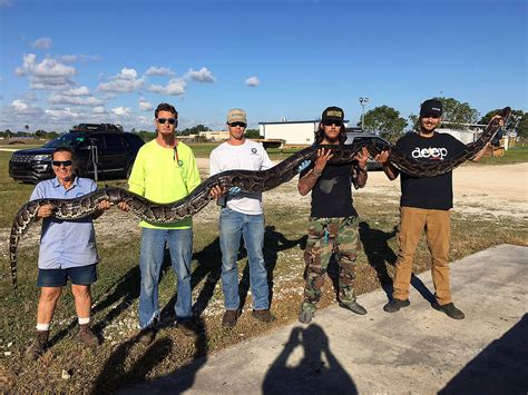 ‘She was huge’: Python hunters wrestle 17-foot snake in Florida Everglades