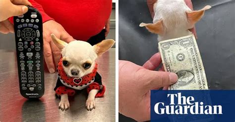 ‘Small like a ball’: Pearl the chihuahua becomes world’s shortest …