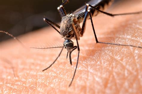 ‘There’s about to be blood’: Mosquito season returns to the DC area