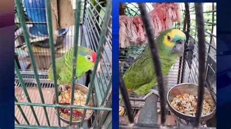 ‘They belong to us’: Several owners of stolen birds in SW Miami-Dade offering rewards for their safe return