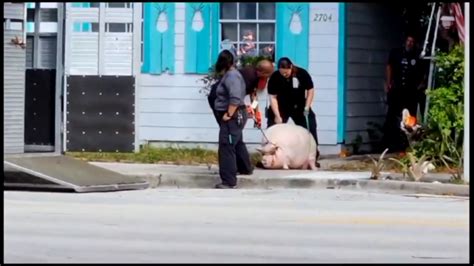 ‘They took Pork Chop away’: West Palm Beach woman’s 400-pound pig confiscated by animal control