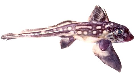 ‘Very rare find’: New Zealand scientists discover baby ghost shark ...