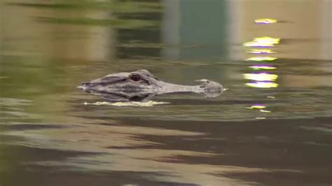 ‘Very scary’: At least 1 gator spotted in lake near Homestead apartments, drawing safety concerns