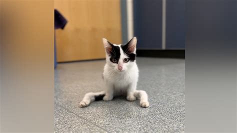 ‘We’ve never seen a cat quite like this’ MSPCA-Angell looks to find home for special kitten dubbed ‘Gumby’