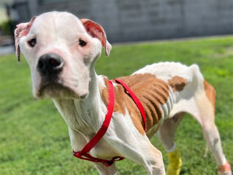 ‘Worst case of intentional starvation they have ever seen’: MSPCA rehabs emaciated dog recovered from Roxbury home