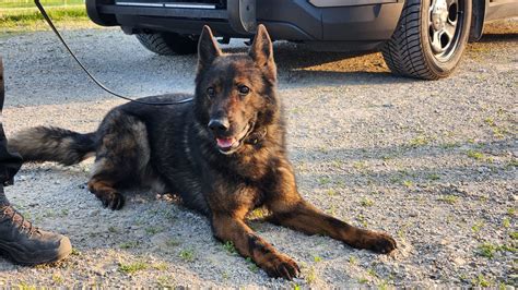 ‘Young and respected’: Ontario police dog dies after ingesting drugs in line of duty
