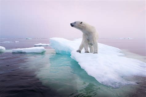 “Animal Council and The Disappearing Sea Ice: A Captivating Journey into Environmental Consciousness”