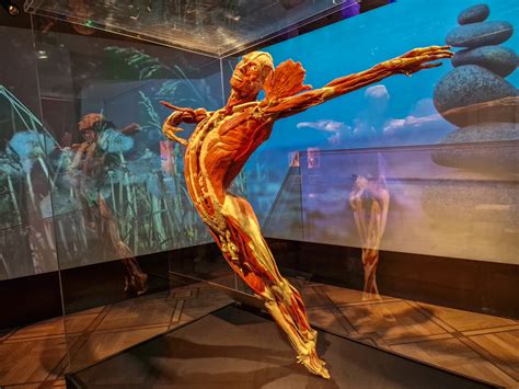 “Body Worlds” - Sculpture