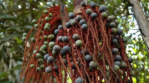 “Frutas, semillas y agua” fueron fundamentales para mantener con vida a cuatro niños en la selva amazónica