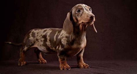 “Seeing the Quality in Russia’s Dachshunds” – The Dachshund …