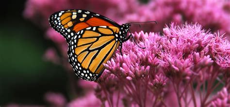 “So long, and thanks for the milkweed!” – Mission Monarque