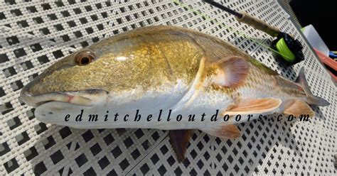 “Tailing” Reds in Charlotte Harbor - Ed Mitchell Outdoors